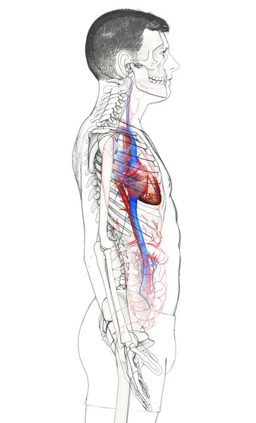 Renderowane Medycznie Dokładna Ilustracja Męskiego Serca — Zdjęcie stockowe