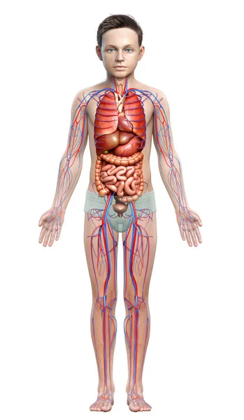 Gjorde Medicinskt Korrekt Illustration Den Unga Pojkens Cirkulationssystem Och Inre — Stockfoto