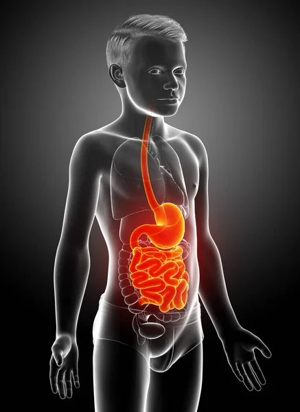 Rendered Medically Accurate Illustration Young Boy Stomach Small Intestine — Stock Photo, Image