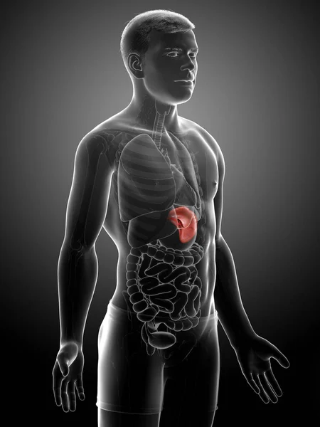 3D绘制的 医学上准确的男性尸体解剖图像 — 图库照片