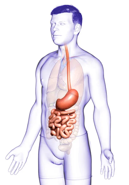 Utförd Medicinskt Korrekt Illustration Manlig Mage Och Tunntarm — Stockfoto