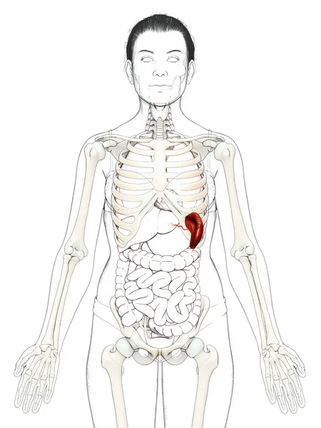 Рендеринг Медицинская Точная Иллюстрация Женской Анатомии Селезенки — стоковое фото