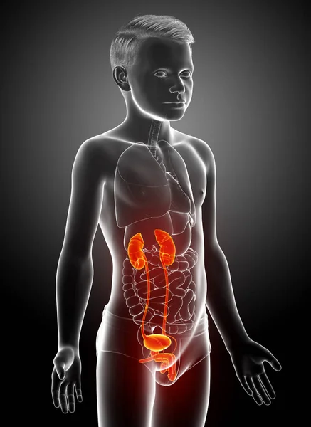 Boyutlu Tıbbi Olarak Genç Çocuğun Böbrek Anatomisini Gösteriyor — Stok fotoğraf