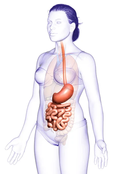 Renderizado Ilustración Médicamente Precisa Estómago Femenino Intestino Delgado —  Fotos de Stock