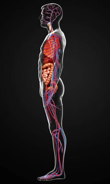 Reso Illustrazione Clinicamente Accurata Degli Organi Interni Maschili Del Sistema — Foto Stock