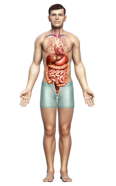 Renderizado Ilustração Medicamente Precisa Sistema Digestivo Masculino Coração — Fotografia de Stock