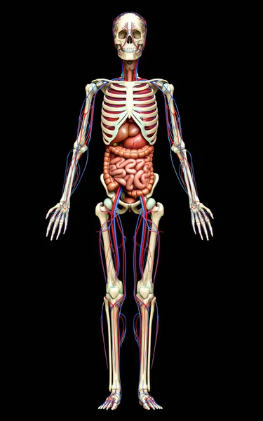 Renderizado Ilustración Médicamente Precisa Órganos Internos Femeninos Esqueleto Sistema Circulatorio — Foto de Stock