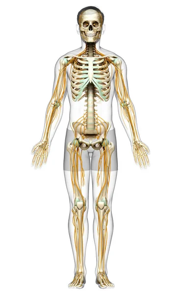 Renderizado Ilustración Médicamente Precisa Del Sistema Nervioso Sistema Esquelético —  Fotos de Stock