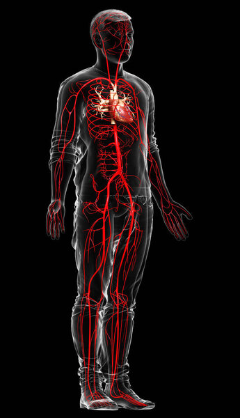 3d оказана медицинская точная иллюстрация мужских артерий
