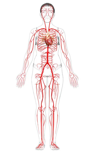 Reso Illustrazione Clinicamente Accurata Delle Arterie Femminili — Foto Stock