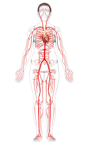 3d оказана медицинская точная иллюстрация женских артерий
