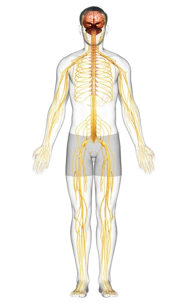 Renderizado Ilustración Médicamente Precisa Sistema Nervioso Masculino — Foto de Stock