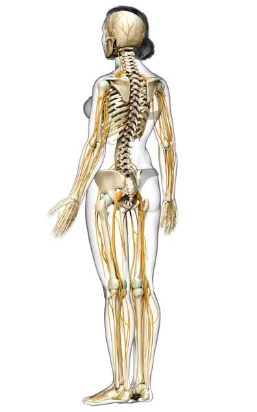 Καθιστούν Ιατρικά Ακριβή Απεικόνιση Ενός Γυναικείου Νευρικού Συστήματος Και Σκελετού — Φωτογραφία Αρχείου