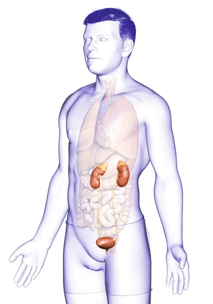 3D渲染的 医学上准确的肾脏图解 — 图库照片
