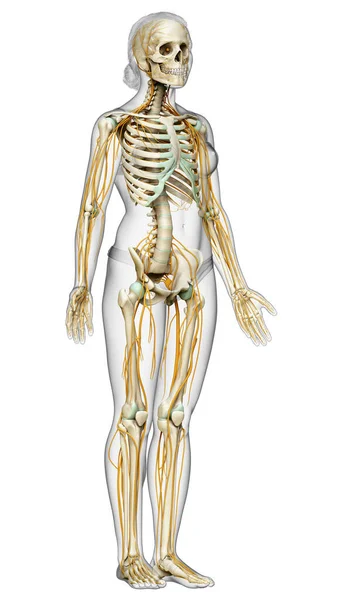 Renderizado Ilustración Médicamente Precisa Sistema Nervioso Esqueleto Femenino —  Fotos de Stock