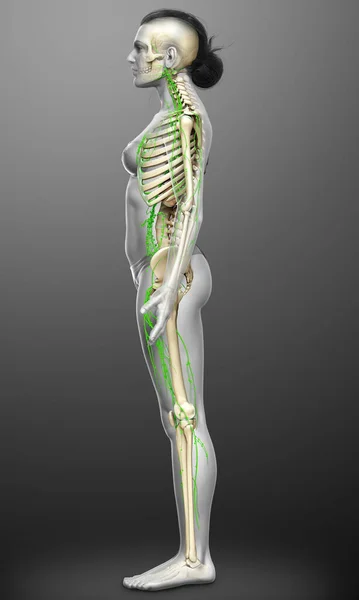 3d rendered medically accurate illustration of a female lymphatic system