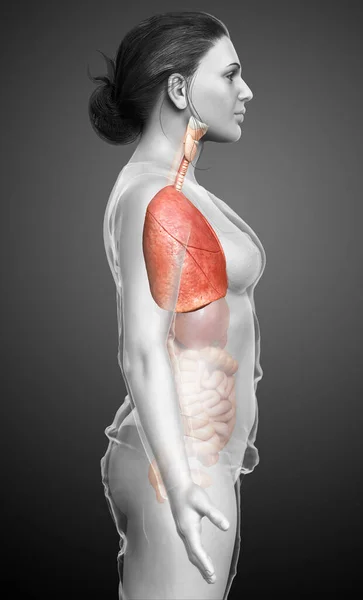 Renderizado Ilustración Médicamente Precisa Una Anatomía Pulmonar Femenina — Foto de Stock