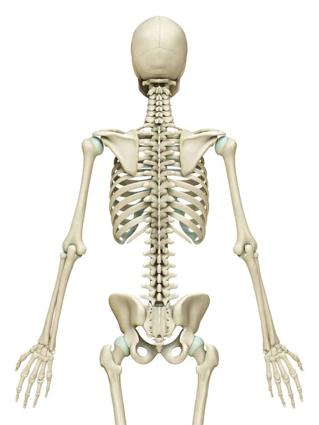 Рендеринг Медицинская Точная Иллюстрация Скелетной Системы — стоковое фото