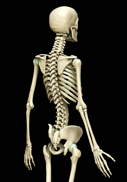 Rendered Medically Accurate Illustration Skeleton System — Stock Photo, Image