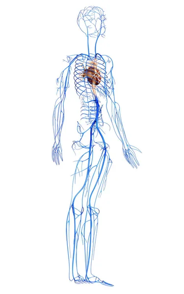 Memberikan Gambaran Akurat Medis Dari Veins — Stok Foto