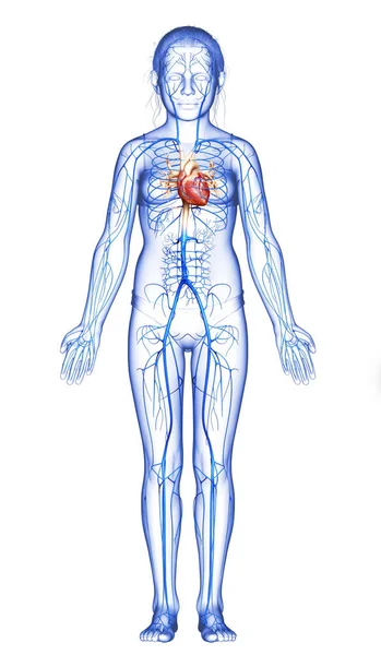 Renderizado Ilustração Medicamente Precisa Anatomia Jovem Veias Menina — Fotografia de Stock