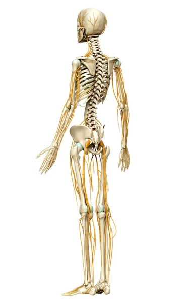 Gjorde Medicinskt Korrekt Illustration Nervsystemet Och Skelettet — Stockfoto