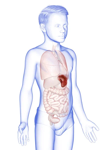3Dレンダリング 若い男の子の医学的に正確なイラスト Spleen An原子 — ストック写真