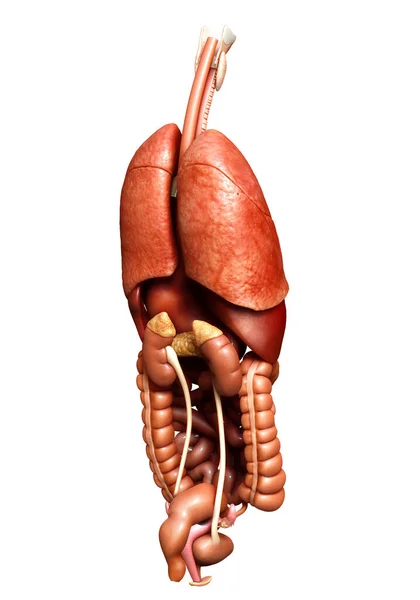 Renderizado Ilustración Médicamente Precisa Órganos Internos — Foto de Stock