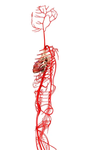 Оказана Медицинская Точная Иллюстрация Артерий — стоковое фото