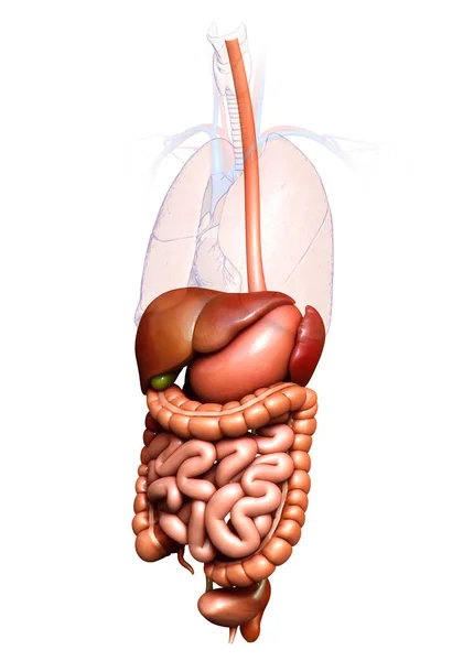 Rendu Illustration Médicalement Exacte Système Digestif — Photo