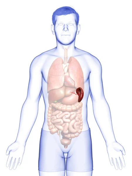 3Dレンダリング 男性脾臓解剖学の医学的に正確なイラスト — ストック写真