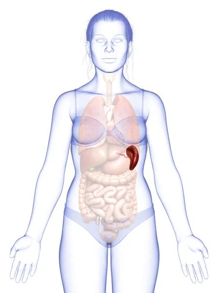 3Dレンダリング 女性の脾臓解剖学の医学的に正確なイラスト — ストック写真