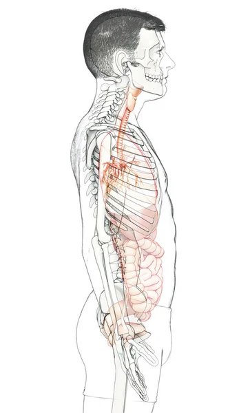 Ilustración Laringe Trachea Bronchi Parte Del Sistema Respiratorio —  Fotos de Stock