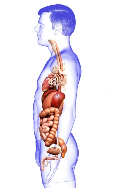 Rendered Medically Accurate Illustration Male Digestive System Heart — Stock Photo, Image