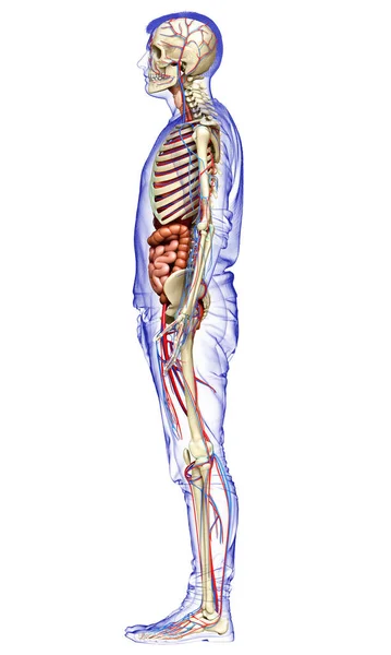 Orvosilag Pontos Illusztrációja Férfi Belső Szervek Csontváz Keringési Rendszer — Stock Fotó