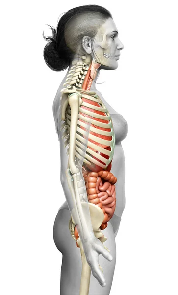 Rendered Medically Accurate Illustration Female Internal Organs Skeleton Syste — Stock Photo, Image