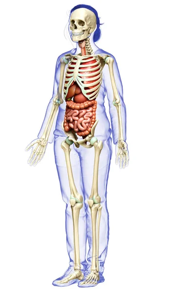 Orvosilag Pontos Illusztrációja Női Belső Szervek Csontváz Rendszer — Stock Fotó