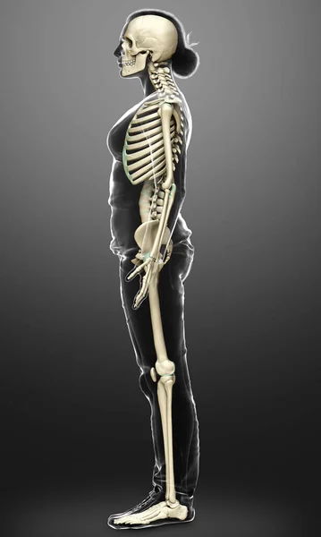 Rendered Medically Accurate Illustration Female Skeleton System — Stock Photo, Image