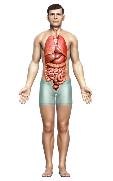 Rendered Medically Accurate Illustration Male Internal Organs — Stock Photo, Image