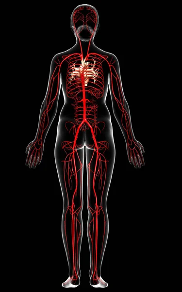 Reso Illustrazione Clinicamente Accurata Delle Arterie Femminili — Foto Stock