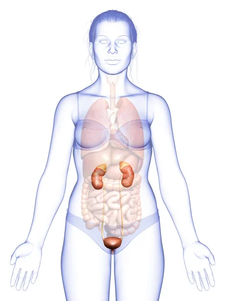 Рендеринг Медицинская Точная Иллюстрация Женских Почек — стоковое фото