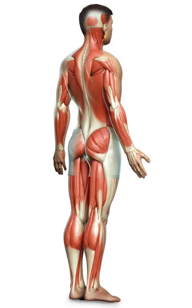 Renderizado Ilustración Médicamente Precisa Sistema Muscular Masculino —  Fotos de Stock
