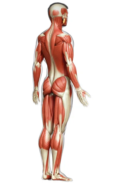 3Dは男性の筋肉系の医学的に正確なイラストをレンダリングしました — ストック写真