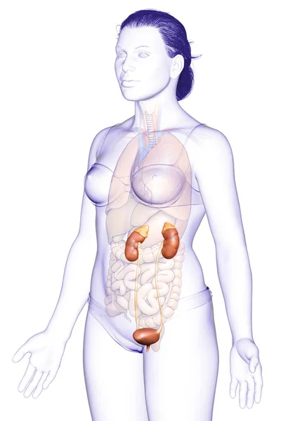 Renderad Medicinskt Korrekt Illustration Kvinnliga Njurar — Stockfoto