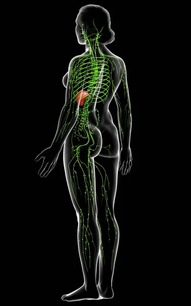 Rendered Medically Accurate Illustration Female Lymphatic System — Stock Photo, Image