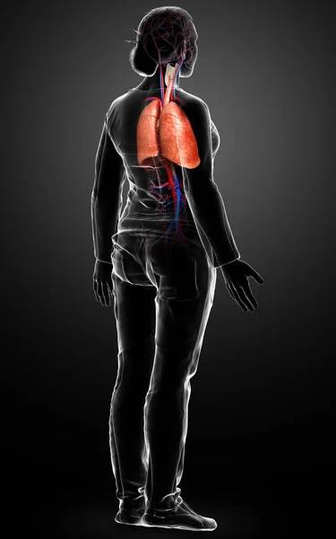 Boyutlu Tıbbi Olarak Kadın Akciğer Anatomisini Gösteriyor — Stok fotoğraf