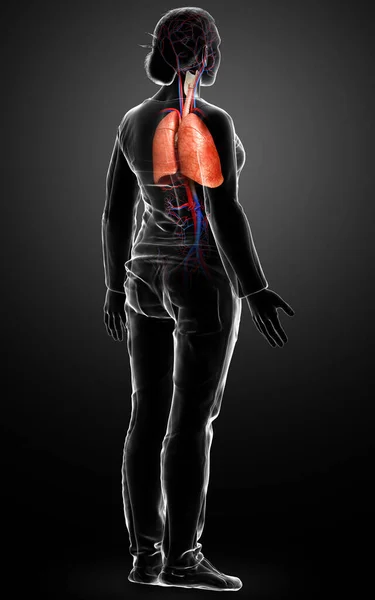 Reso Illustrazione Clinicamente Accurata Anatomia Polmonare Femminile — Foto Stock