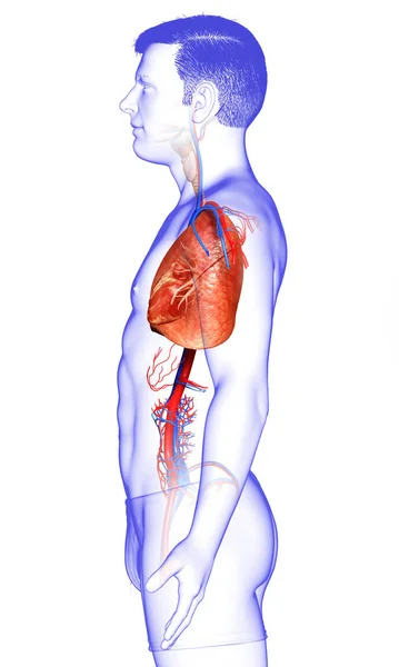 Рендеринг Медицинская Точная Иллюстрация Мужской Анатомии Легких — стоковое фото