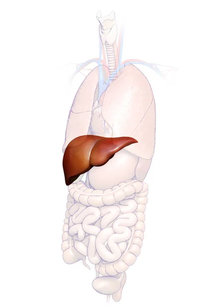 Renderizado Ilustração Medicamente Precisa Anatomia Hepática — Fotografia de Stock