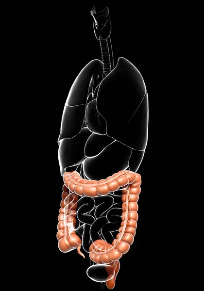 Renderizado Ilustración Médicamente Precisa Anatomía Del Intestino Grueso — Foto de Stock